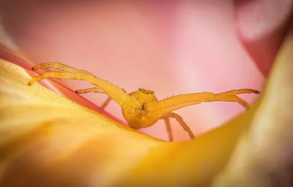 Flower, macro, spider