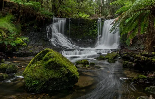 Picture forest, river, stones, waterfall, Australia, ferns, cascade, Australia