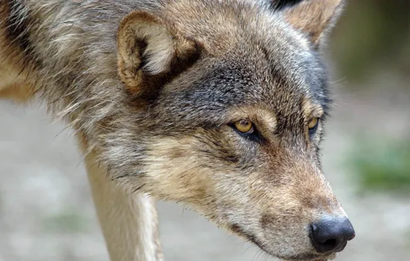 Picture nature, predator, animal, wolf, wildlife, portrait, portrait., Canis lupus. face