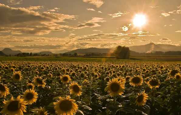 Summer, the sky, sunflowers