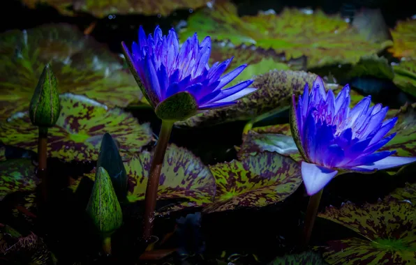 Leaves, pond, the dark background, bright, two, Duo, buds, water lilies