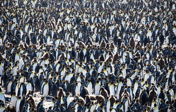 Picture nature, background, penguins, South Georgia and the South Sandwich Islands