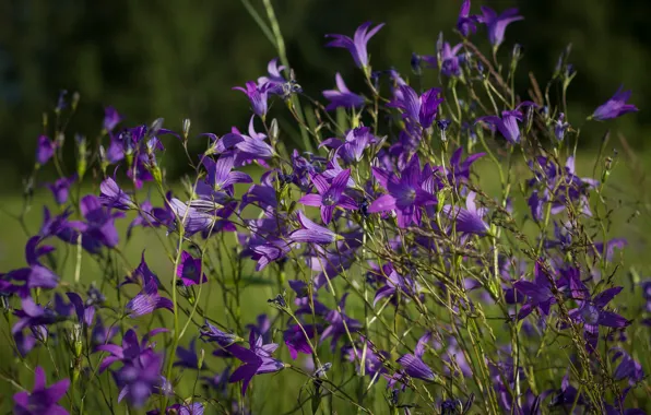 Flowers, spring, purple, bells, field, lilac, bokeh