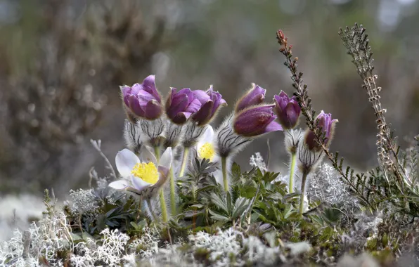 Flowers, nature, spring