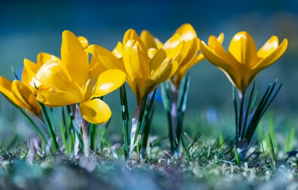 Picture light, spring, crocuses, flowering
