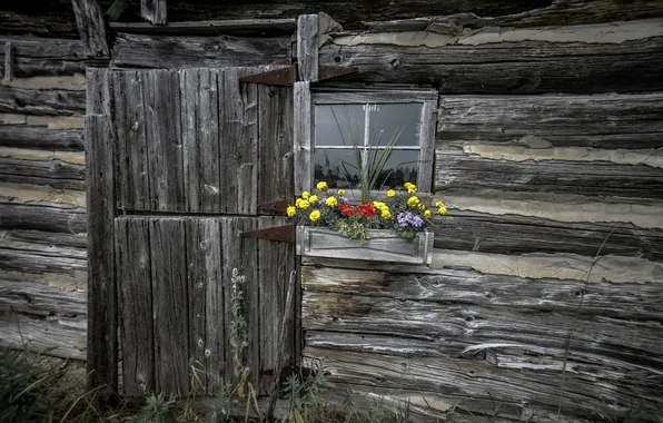 Picture flowers, house, window