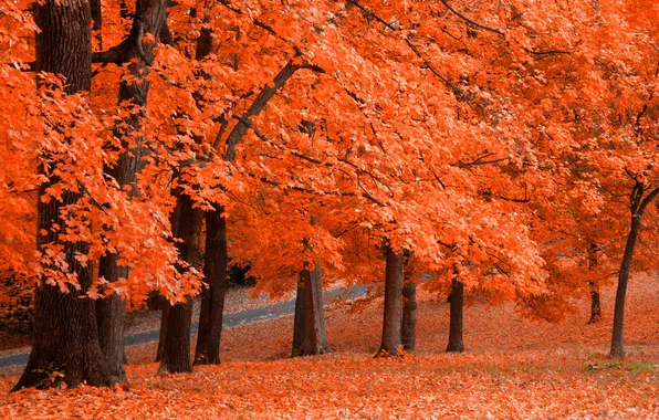 Picture autumn, leaves, Park, orange, Fresh Squeezed