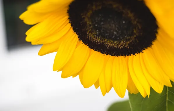 Flower, sunflower, yellow, petals