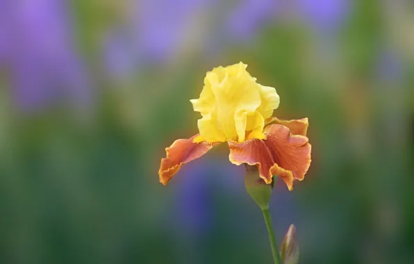 Macro, background, petals, iris