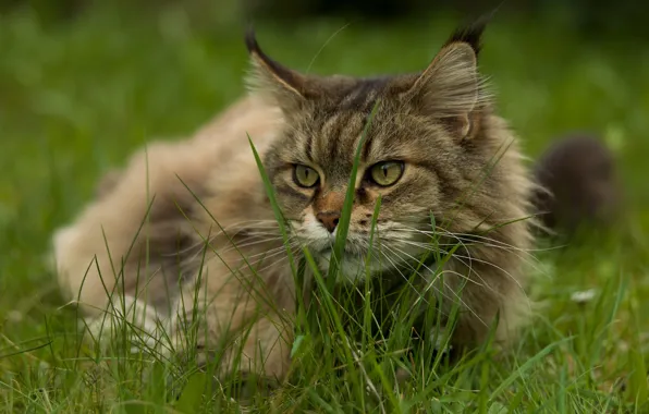 Picture cat, summer, grass, cat, look, face, nature, grey