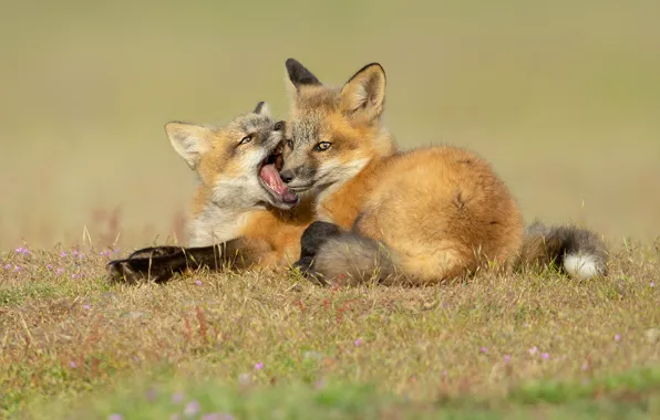 Grass, background, glade, the game, bite, mouth, pair, Fox