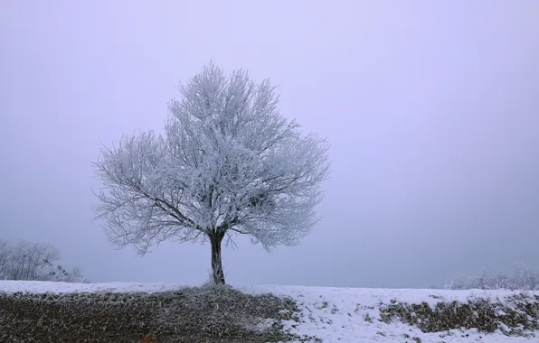 Frost, field, snow, tree