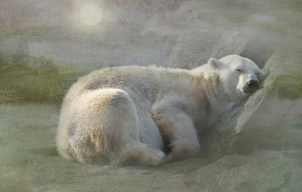 Picture white, snow, stay, sleep, texture, bear, polar