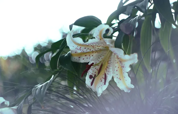 Flower, leaves, macro, Lily, blur, garden, haze, white