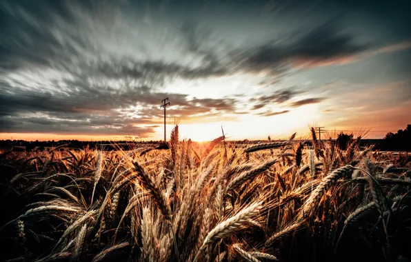 Picture field, morning, ears