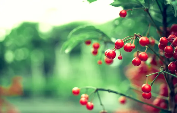 Leaves, color, nature, glare, berries, background, Wallpaper, branch