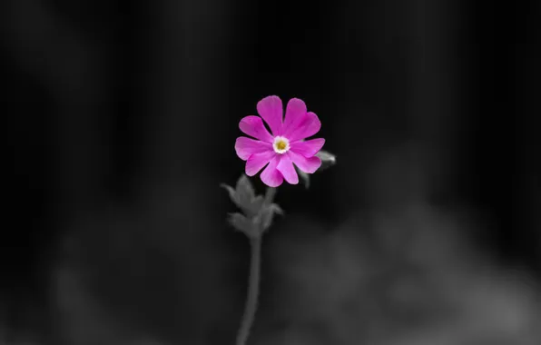 Flower, macro, photo, background