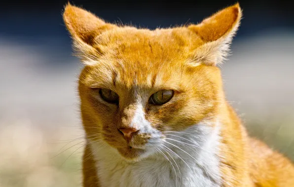 Picture eyes, cat, look, red