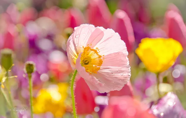 Field, flower, Maki, petals, meadow, trunk, flowering