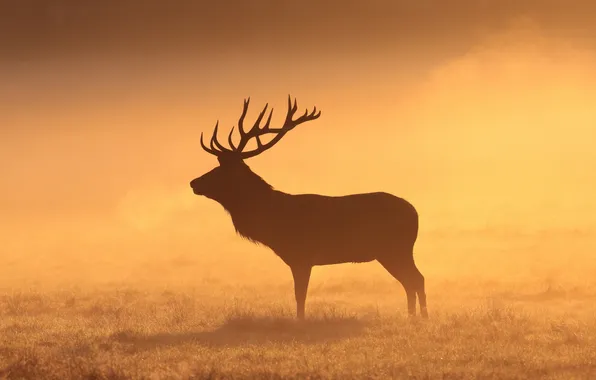 Nature, fog, deer, morning