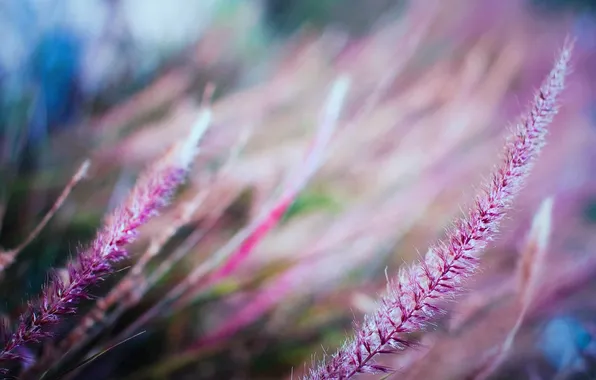 Picture macro, nature, photo, background, Wallpaper, plant, color, wallpapers