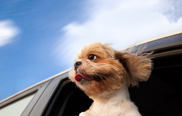 Picture movement, dog, window