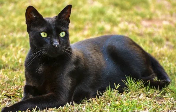 Beauty, resting, yellow eyes, lying on the grass, black cat, summer day