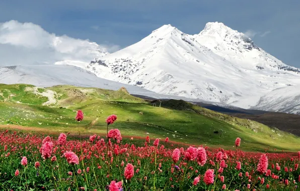 Flowers, Mountains, Valley