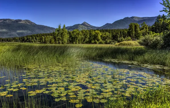 Greens, forest, summer, grass, leaves, trees, mountains, nature