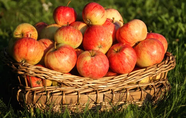 Basket, apples, fruit