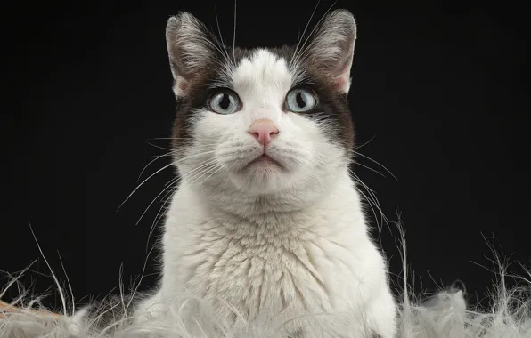 Cat, cat, look, face, the dark background, portrait, fur, white with black