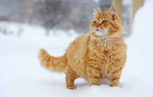 Picture cat, snow, red