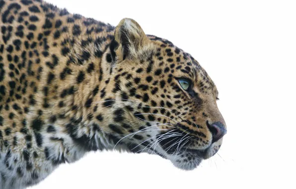 Picture cat, look, leopard, ©Tambako The Jaguar