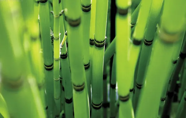 Picture forest, bamboo, 1920x1200, green colour