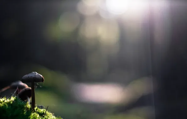 Picture grass, sunshine, nature, photo, macro, bokeh, sunlight, plants