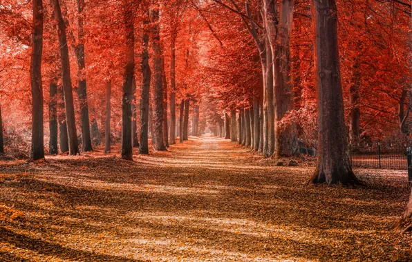 Picture road, autumn, forest, leaves, light, trees, branches, red