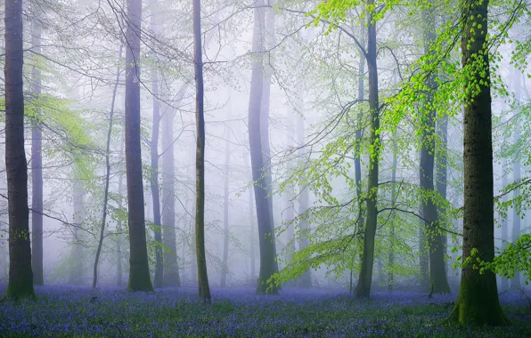 Picture forest, flowers, nature, England, spring