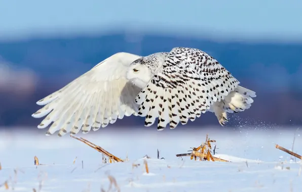 Winter, snow, bird, flight, snowy owl
