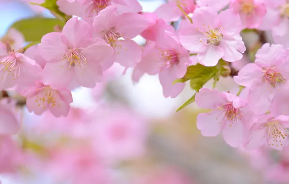 Macro, cherry, spring, Sakura, flowering, flowers