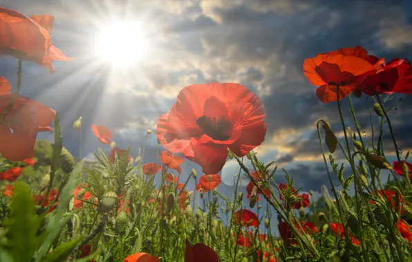 The sky, the sun, clouds, rays, light, flowers, Maki, red