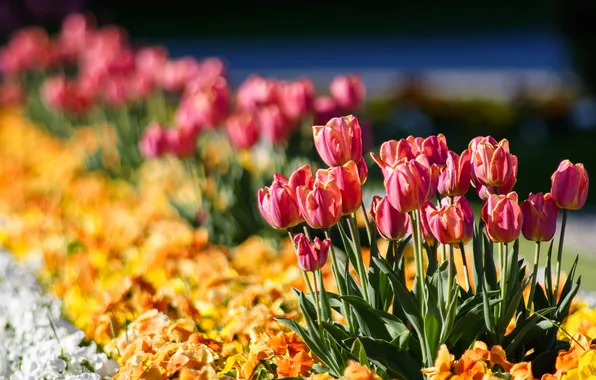 Light, flowers, spring, garden, tulips, pink, white, orange
