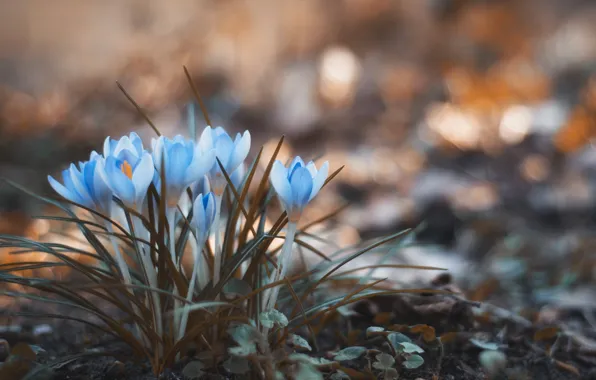 Picture flowers, spring, crocuses