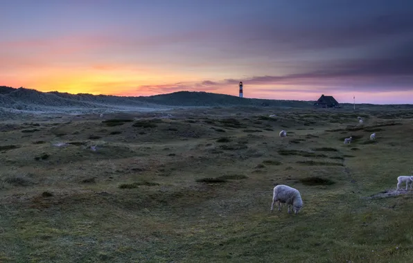 Landscape, sunset, lighthouse, sheep