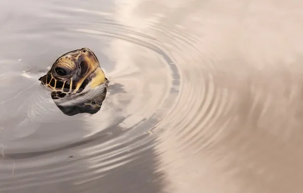 WATER, TURTLE, SURFACE, HEAD, CIRCLES