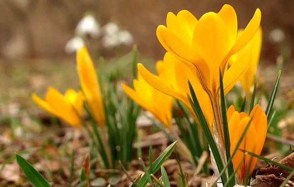 Picture grass, flowers, yellow, crocuses, buds