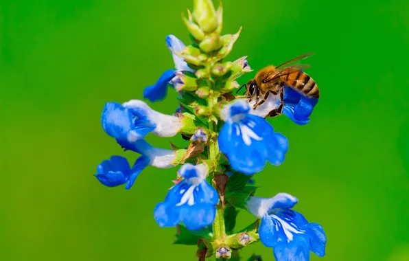 Picture flower, nature, bee, plant, insect