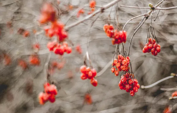 Autumn, nature, berries