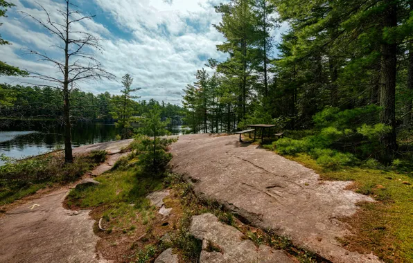 Forest, summer, shore, benches, table, pond