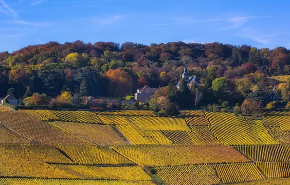 Picture France, champagne, church, Vineyards