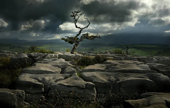 The storm, field, grass, branches, clouds, fog, stones, rain